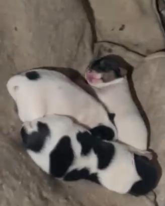 Cuccioli Jack Russel