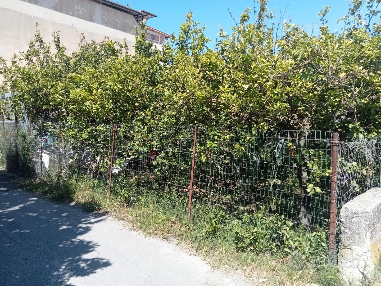 Terreno agricolo - Vista 6