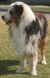PASTORE AUSTRALIANO BLUE MERLE per MONTE 