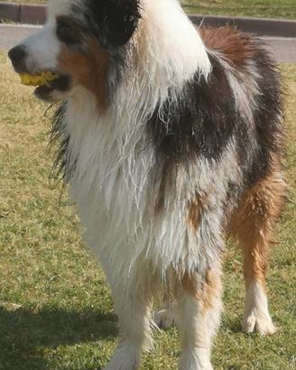 PASTORE AUSTRALIANO BLUE MERLE per MONTE 