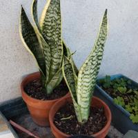 Piante di Sansevieria