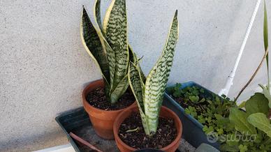 Piante di Sansevieria