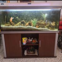Acquario 500 litri 