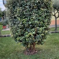 pianta di eleagnus.