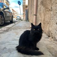 Cucciola di gatto