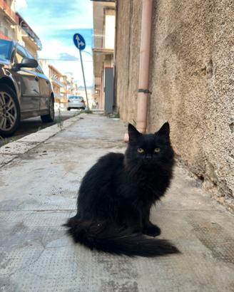 Cucciola di gatto