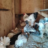 Galline ornamentali