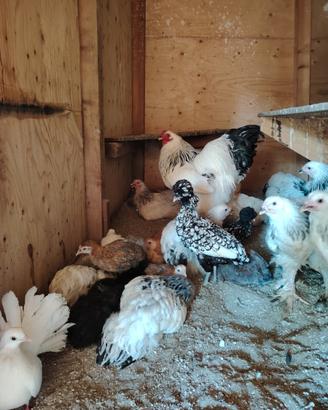 Galline ornamentali