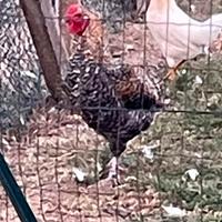 Gallo olive Egger