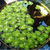 piante di lattuga d’acqua pianta fitodepurante