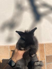 Cucciolo mini testa di leone