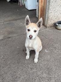 Cucciola Husky pastore belga