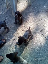 Cuccioli bracco drahthaar
