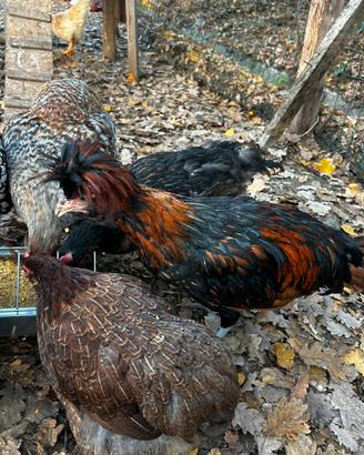 Gallo di 6 mesi