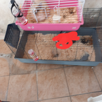 Coniglietto nano piu gabbia grande grigia