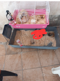 Coniglietto nano piu gabbia grande grigia