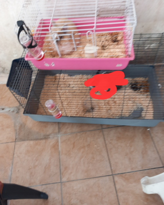 Coniglietto nano piu gabbia grande grigia