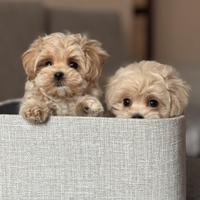 Maltipoo toy particolor