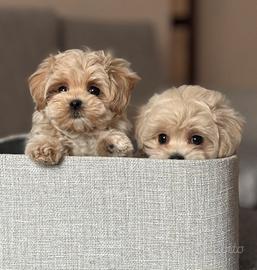 Maltipoo toy particolor