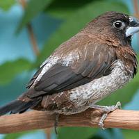 Passeri del giappone