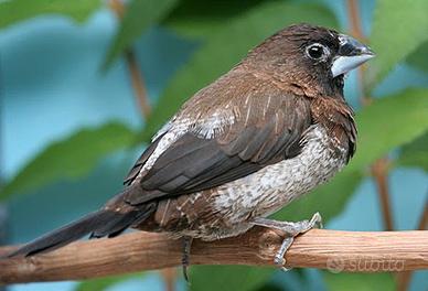 Passeri del giappone