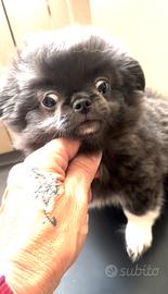Chihuahua femminuccie