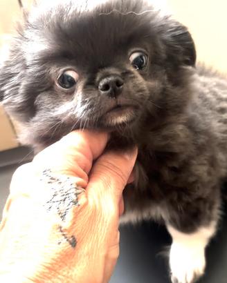 Chihuahua femminuccie