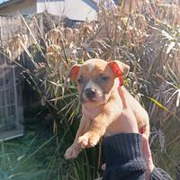 Amstaff