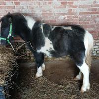 Pony/cavallo/muli/asini