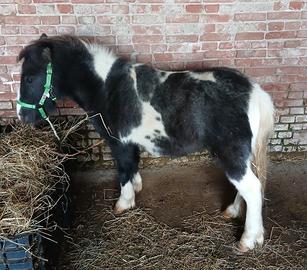 Pony/cavallo/muli/asini