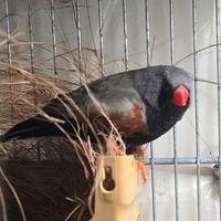 Maschio diamanti mandarino charkoal