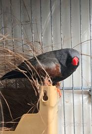 Maschio diamanti mandarino charkoal