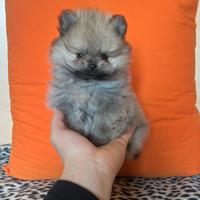 Spitz di pomerania linea coreana Max 18 cm AD