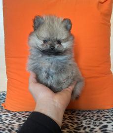 Spitz di pomerania linea coreana Max 18 cm AD