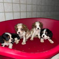 Cavalier king