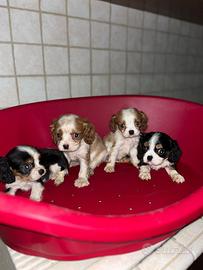Cavalier king