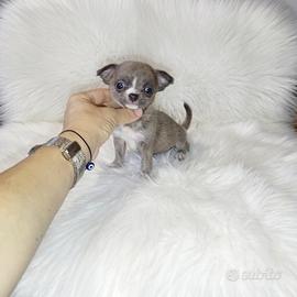 Chihuahua micro Silver brindle merle occhi verdi