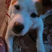 Fidanzata per Fiocco