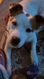 Fidanzata per Fiocco