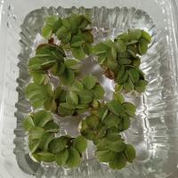 pianta acquatica galleggiante Salvinia minima 