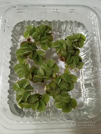 pianta acquatica galleggiante Salvinia minima 