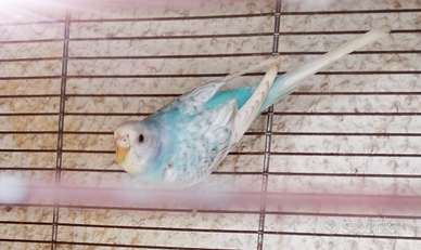 Parrocchetto, cocorita