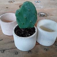 Vasetti in cemento per le tue piante grasse