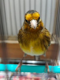 Ibrido di cardellino