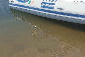 gommone 530 motore yamaha 80cv 