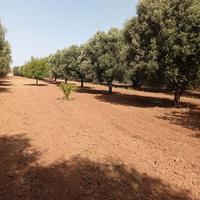Uliveto contrada Filaccia