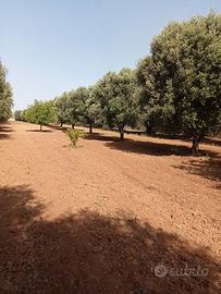 Uliveto contrada Filaccia