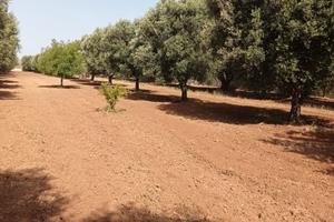 Uliveto contrada Filaccia