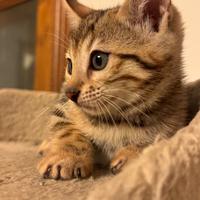 Cuccioli disponibili