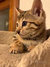 Cuccioli disponibili